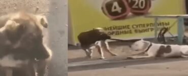 cane randagio aiuto
