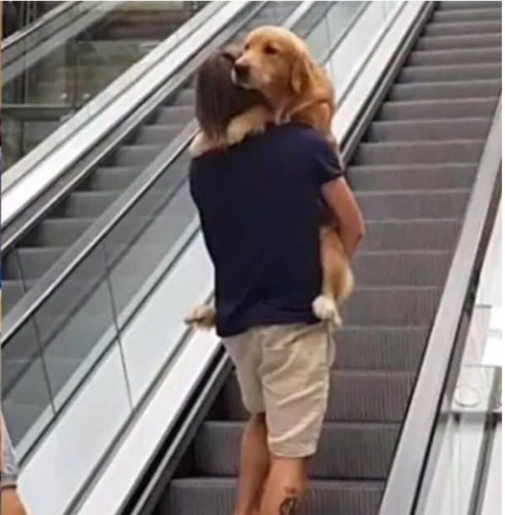 Cane ha paura delle scale mobili