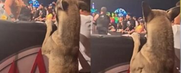 cagnolino si gode match
