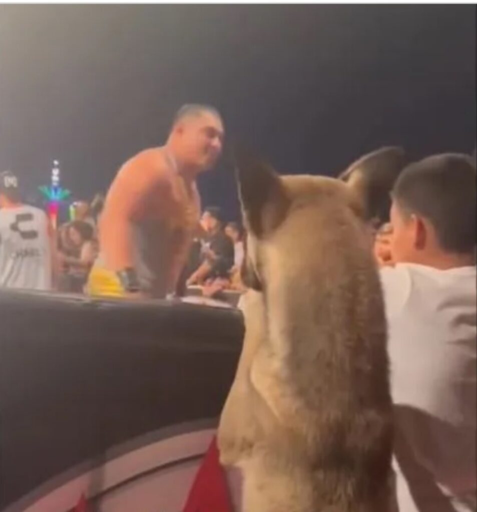Cane si gode un incontro di wrestling