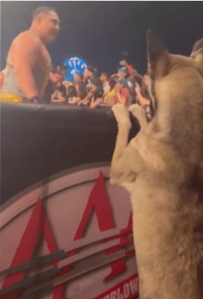 Cane si gode un incontro di wrestling