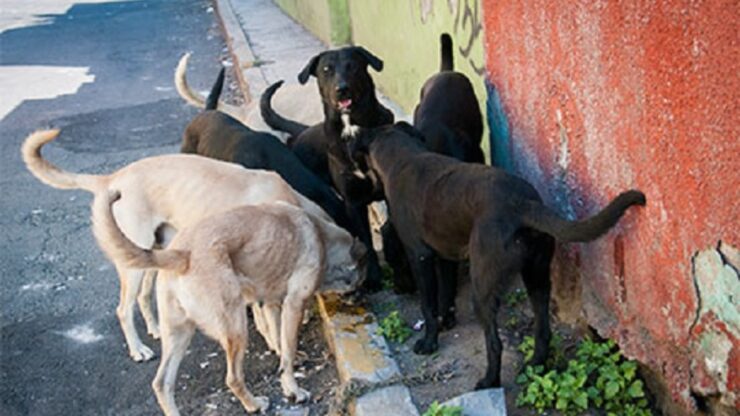 Cani randagi che mangiano rifiuti