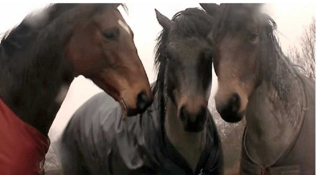Cavallo rivede il suo amico dopo molto tempo