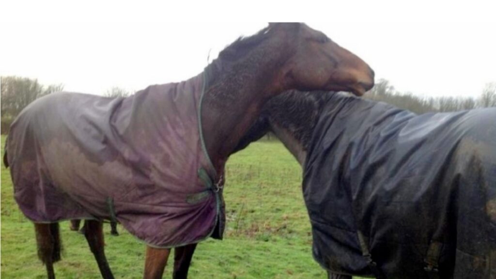 Cavallo rivede il suo amico dopo molto tempo