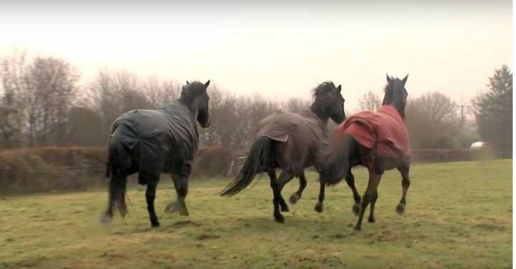 Cavallo rivede il suo amico dopo molto tempo