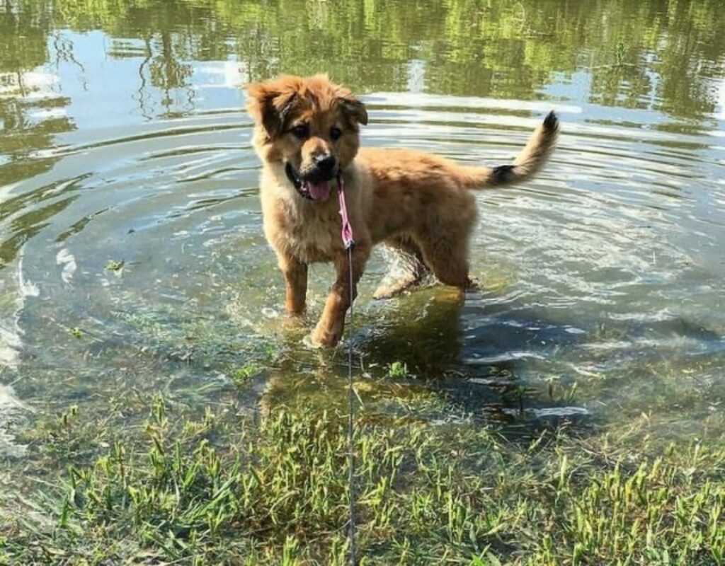 cane nel lago