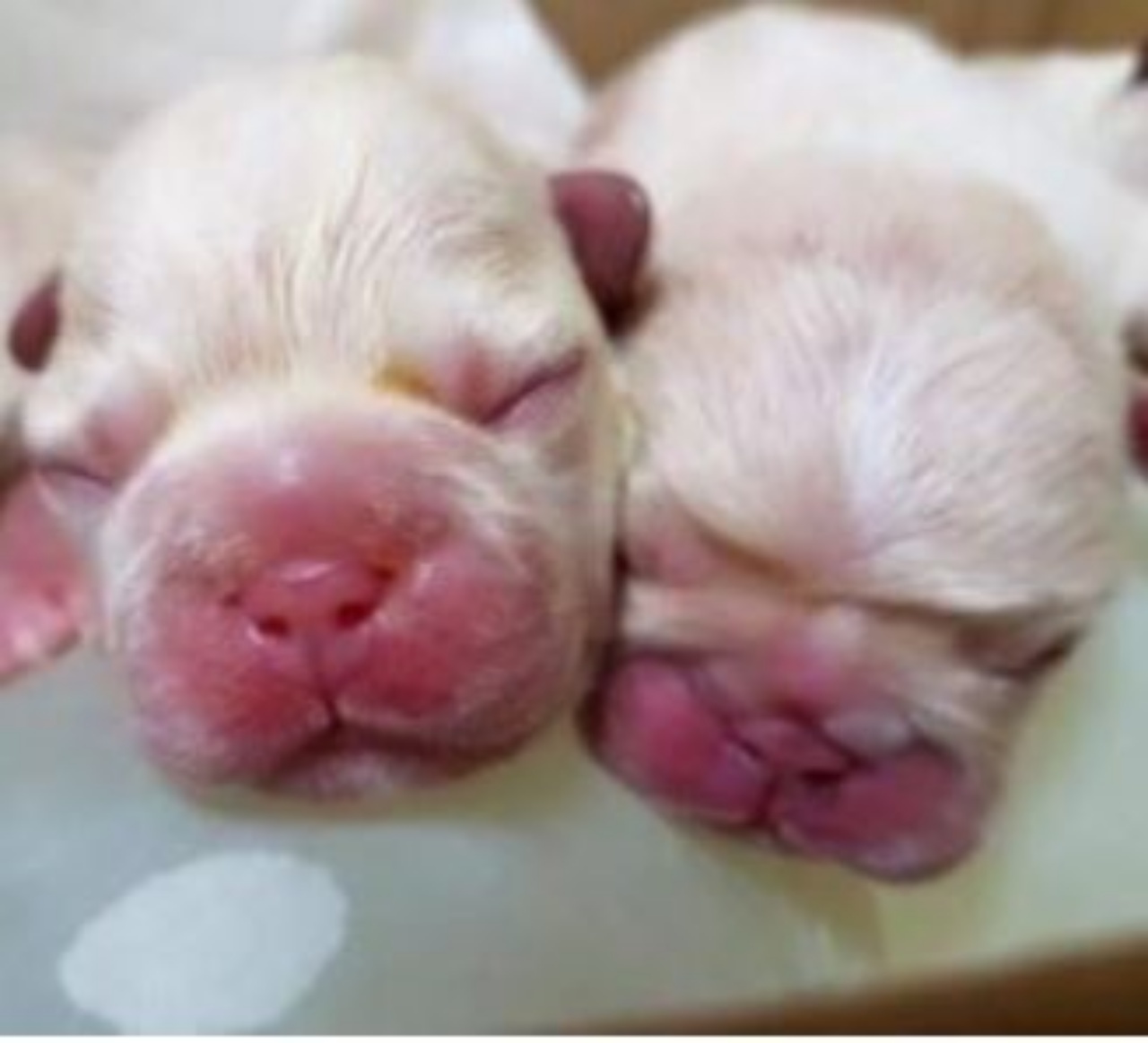 dei cuccioli di cane