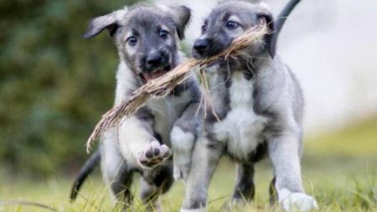 nascita cuccioli gemelli