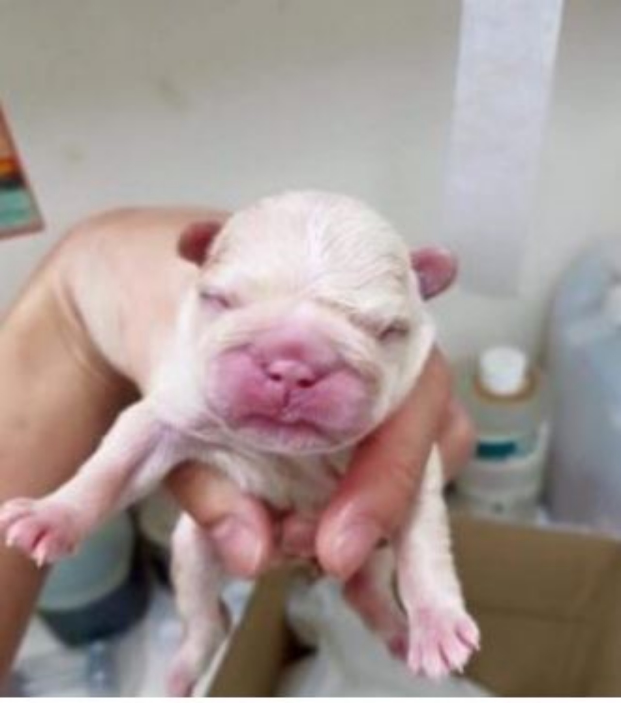 cucciolo di bulldog