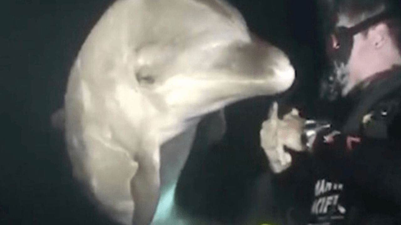 Delfino con sommozzatore
