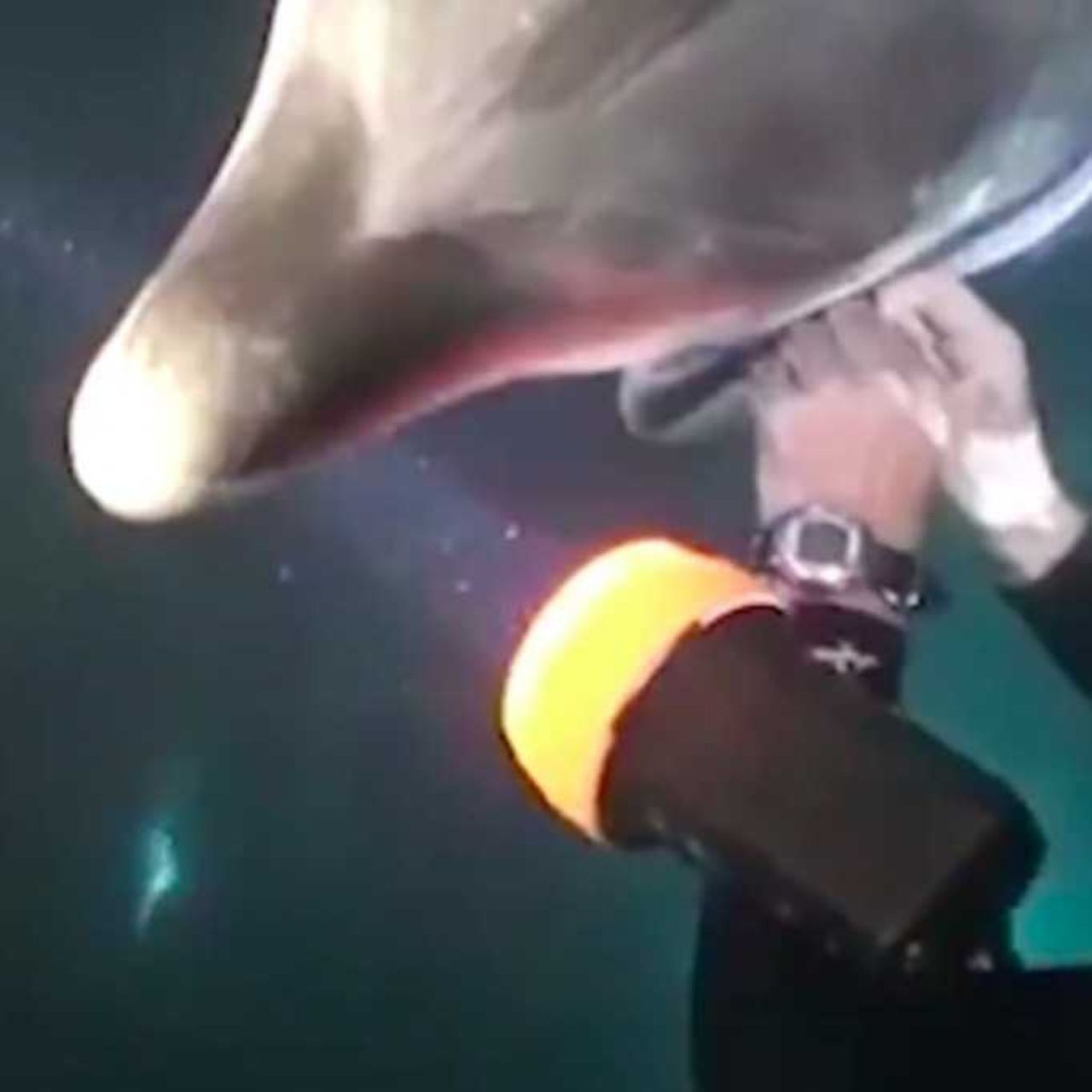 sommozzatore libera delfino