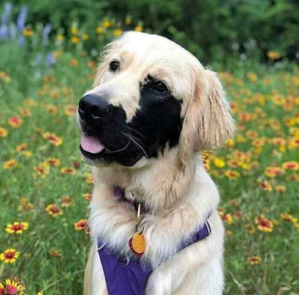 labrador retriever con macchia sul muso