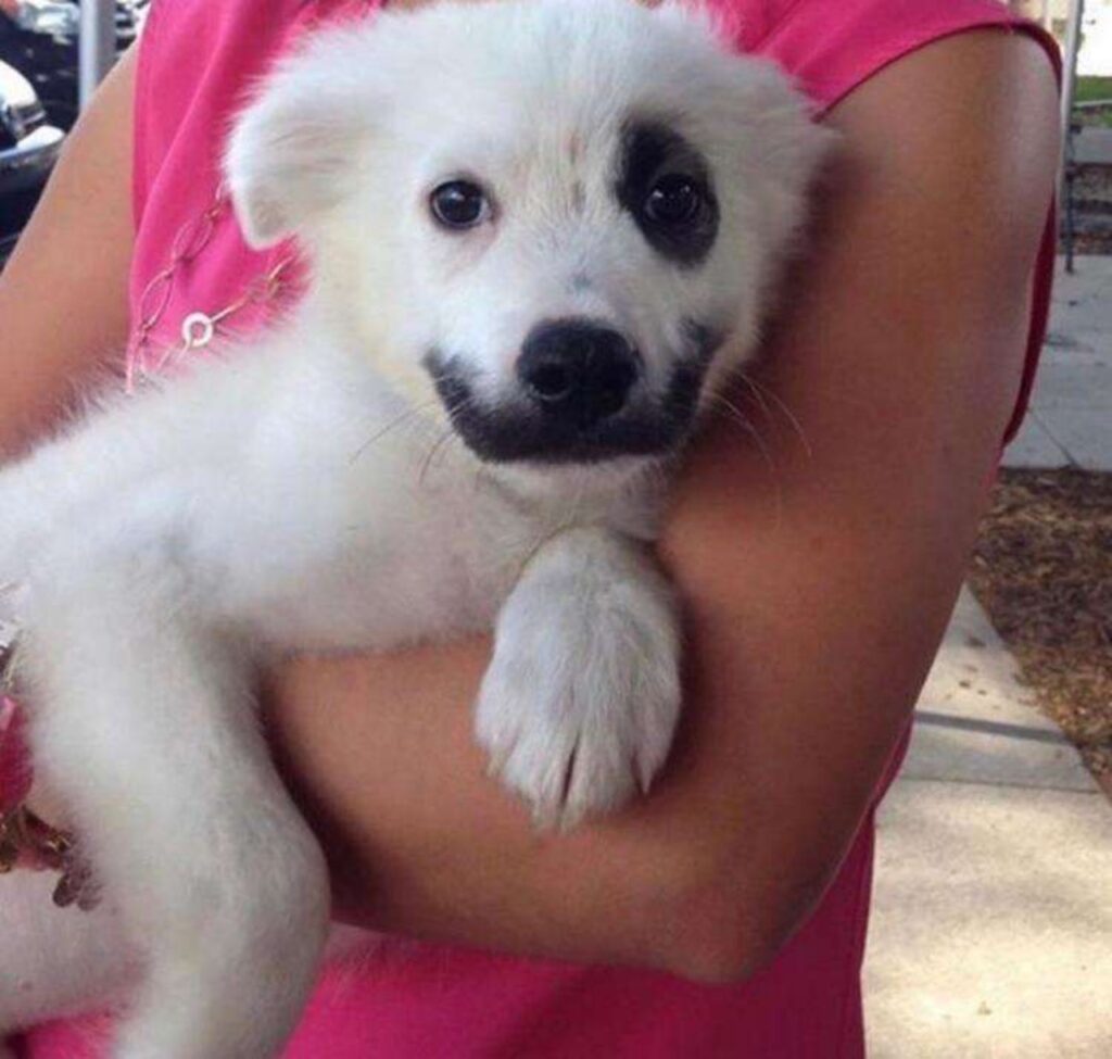 cucciolo di cane con macchie sul muso