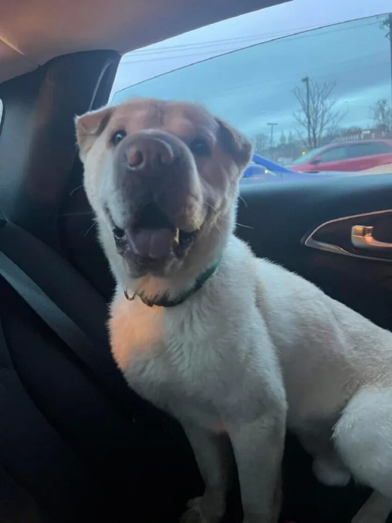 cucciolo in auto felice