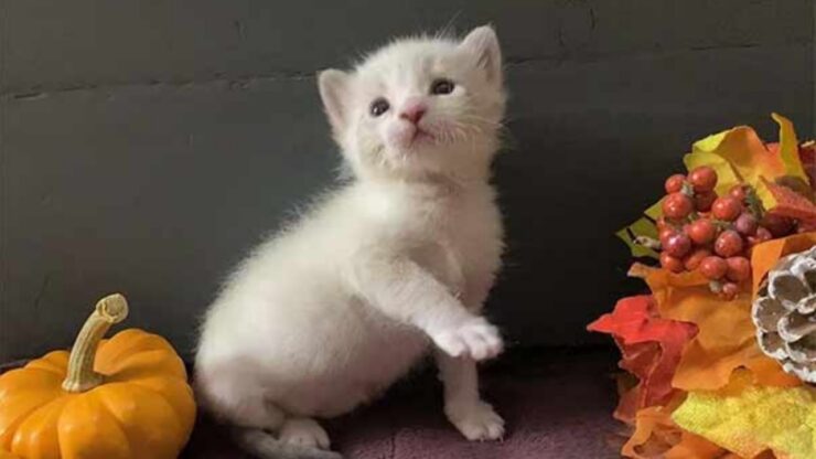 gattino bianco zampa