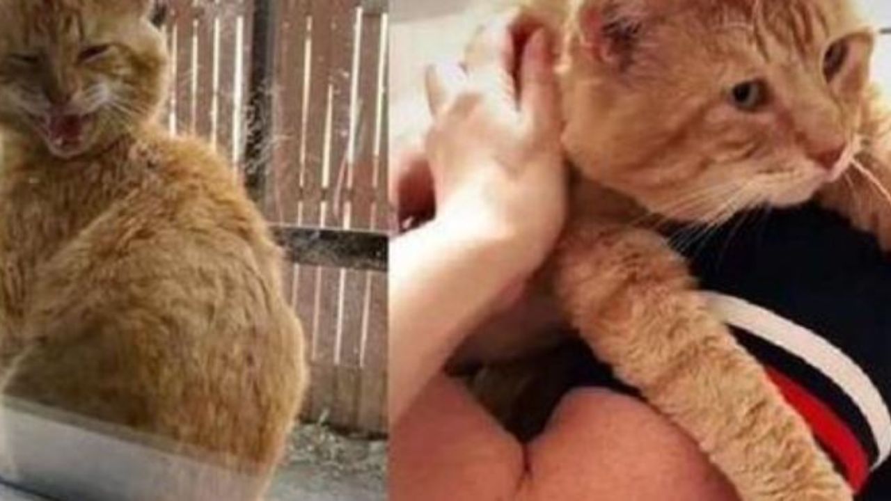 un gatto arancione di nome Carlton