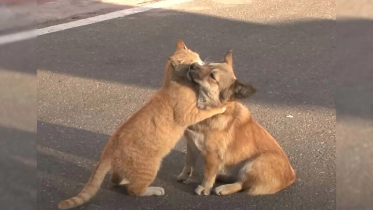 gatto randagio abbraccio