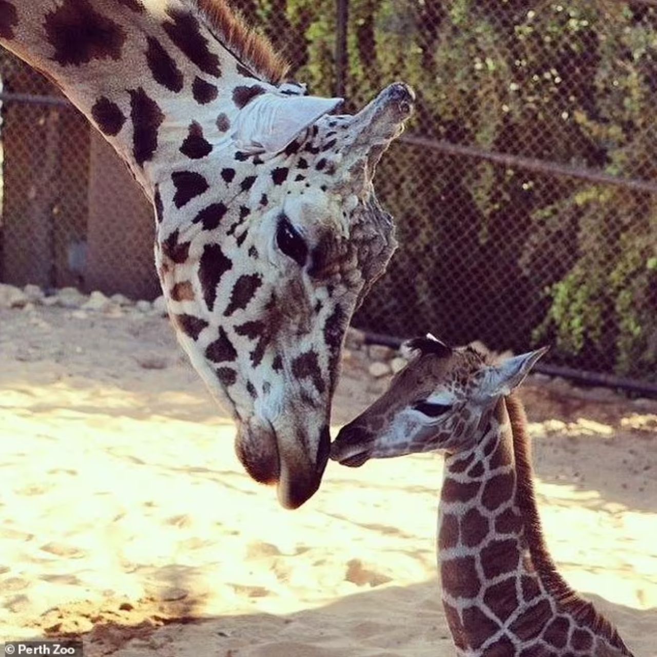 giraffa e piccolo