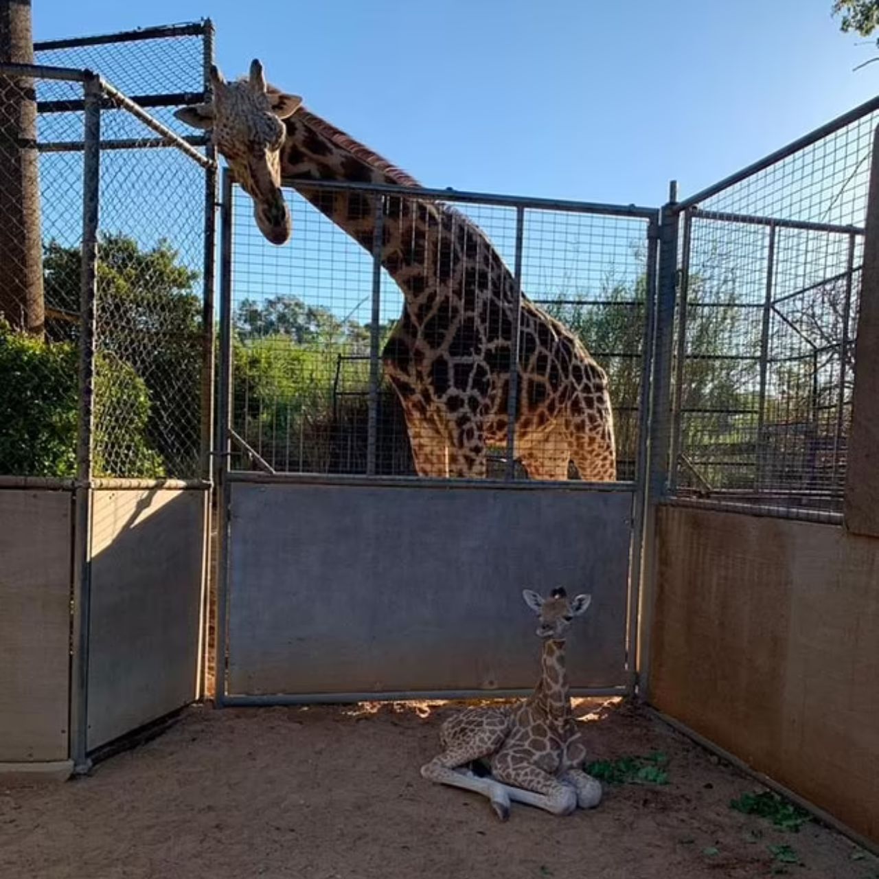 giraffa guarda piccolo