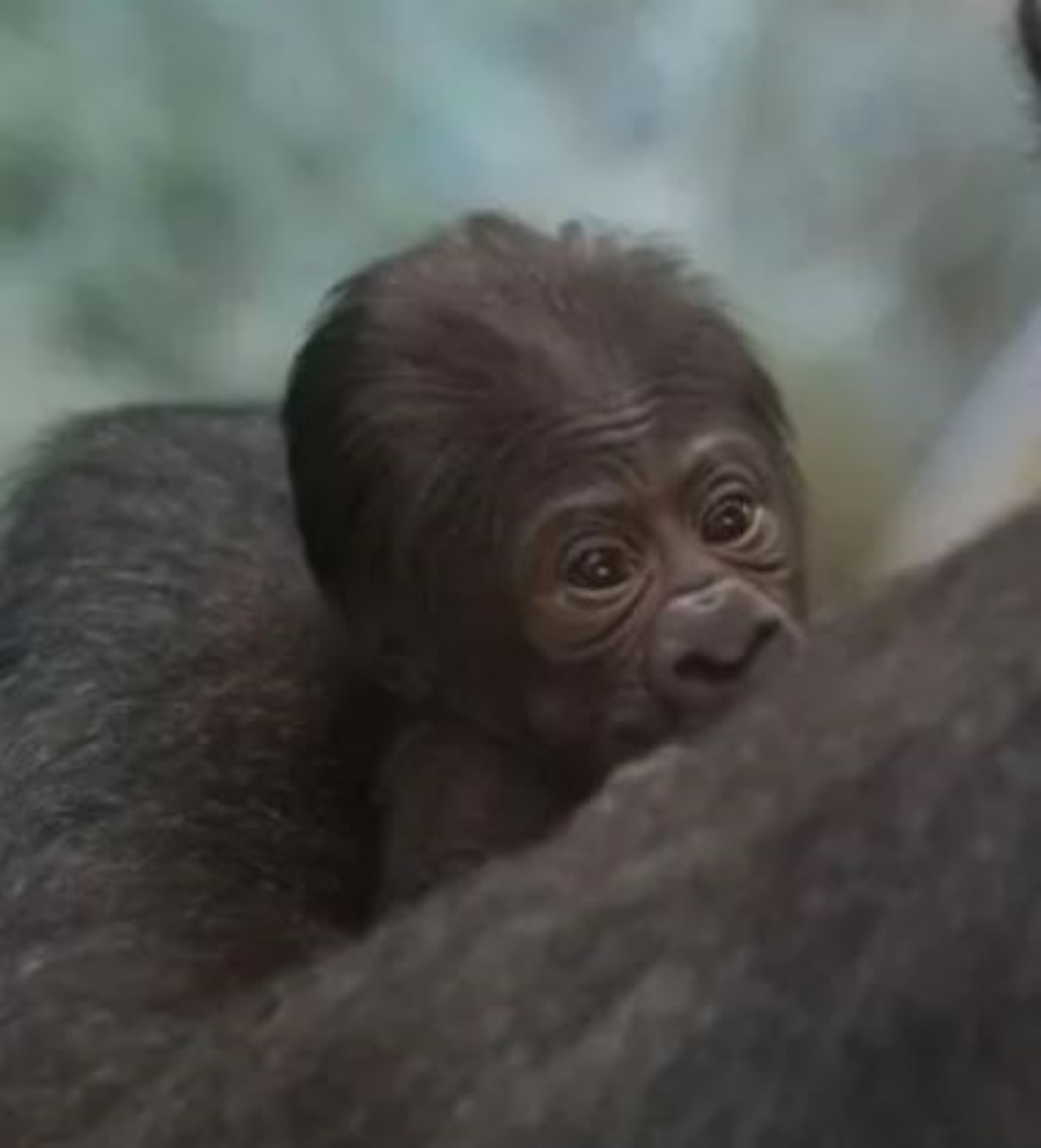 un piccolo bebè di gorilla