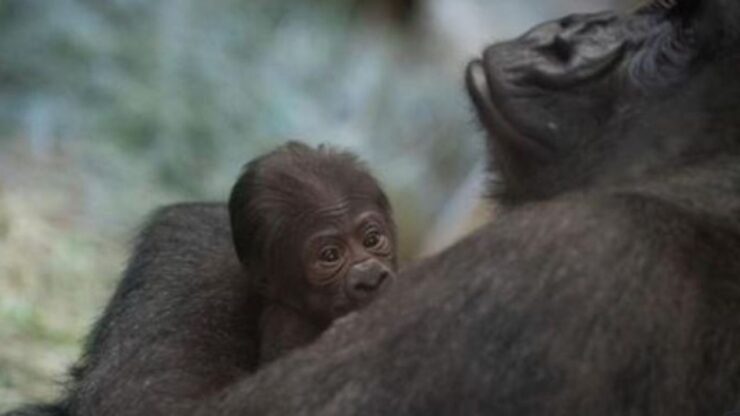 un piccolo gorilla