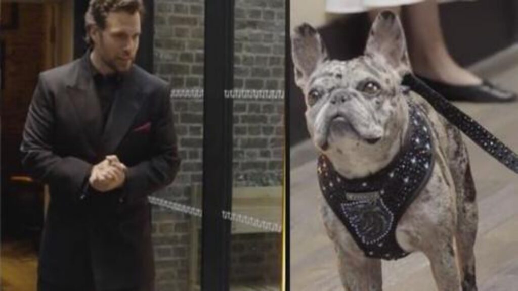 henry cavill con bulldog