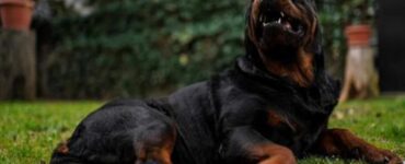 i rottweiler sono davvero pericolosi oppure no