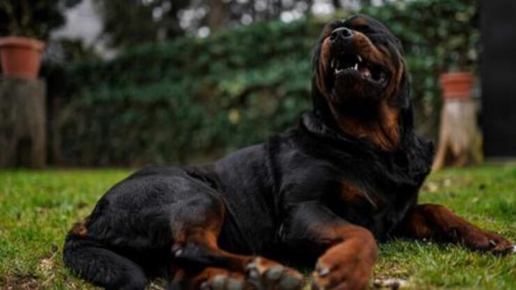 i rottweiler sono davvero pericolosi oppure no