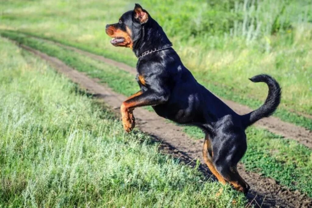 rottweiler che salta