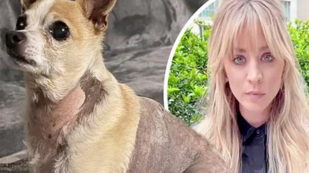 king il cane di kaley cuoco