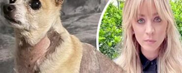 king il cane di kaley cuoco