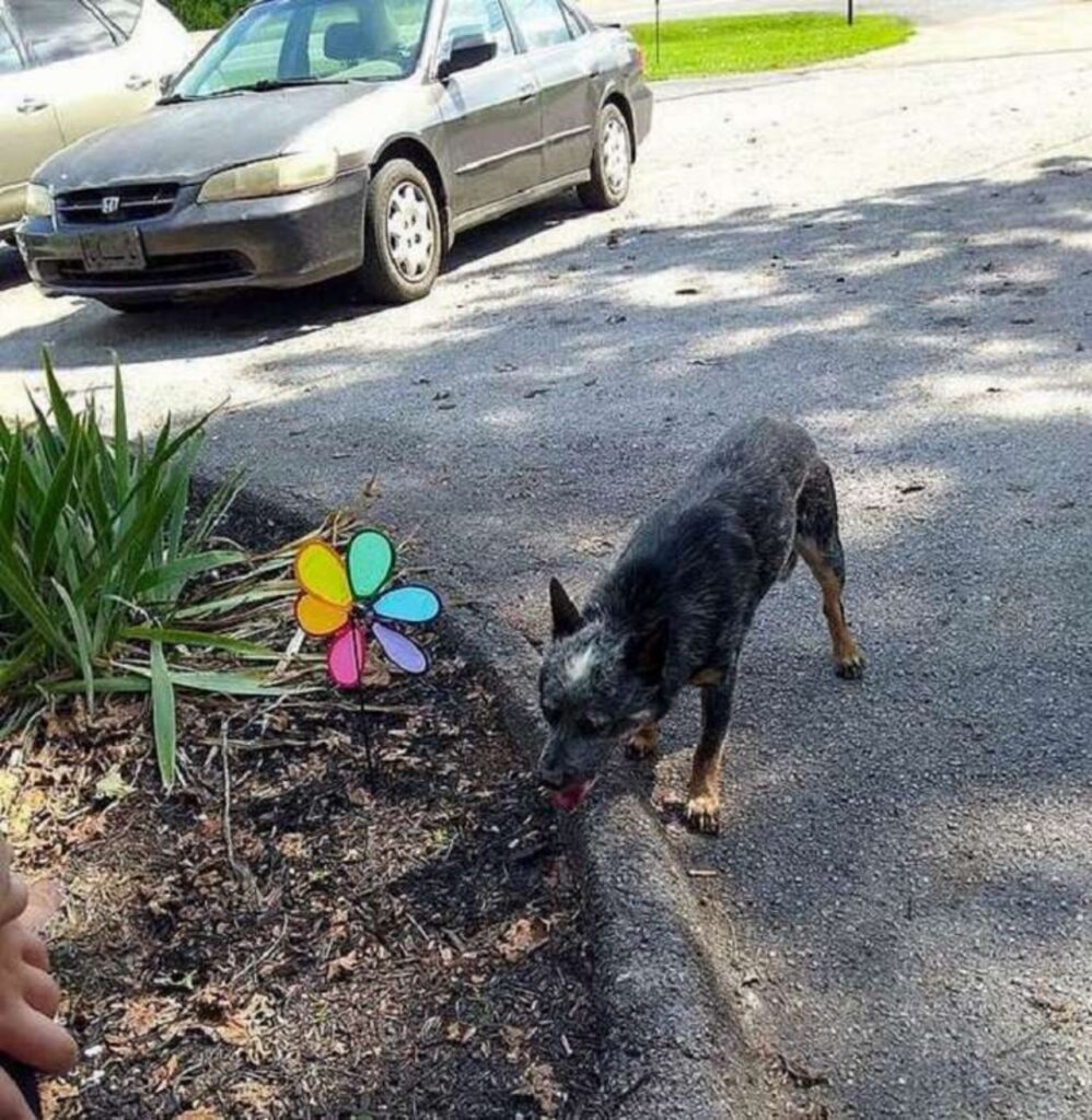 cucciolo fuori la struttura