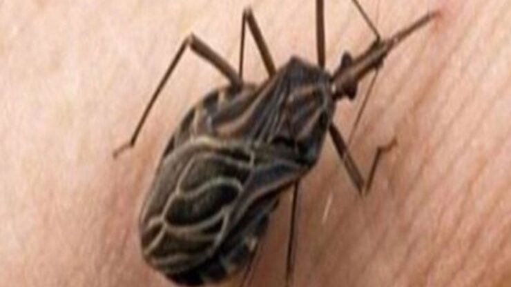 cos'è la malattia di chagas