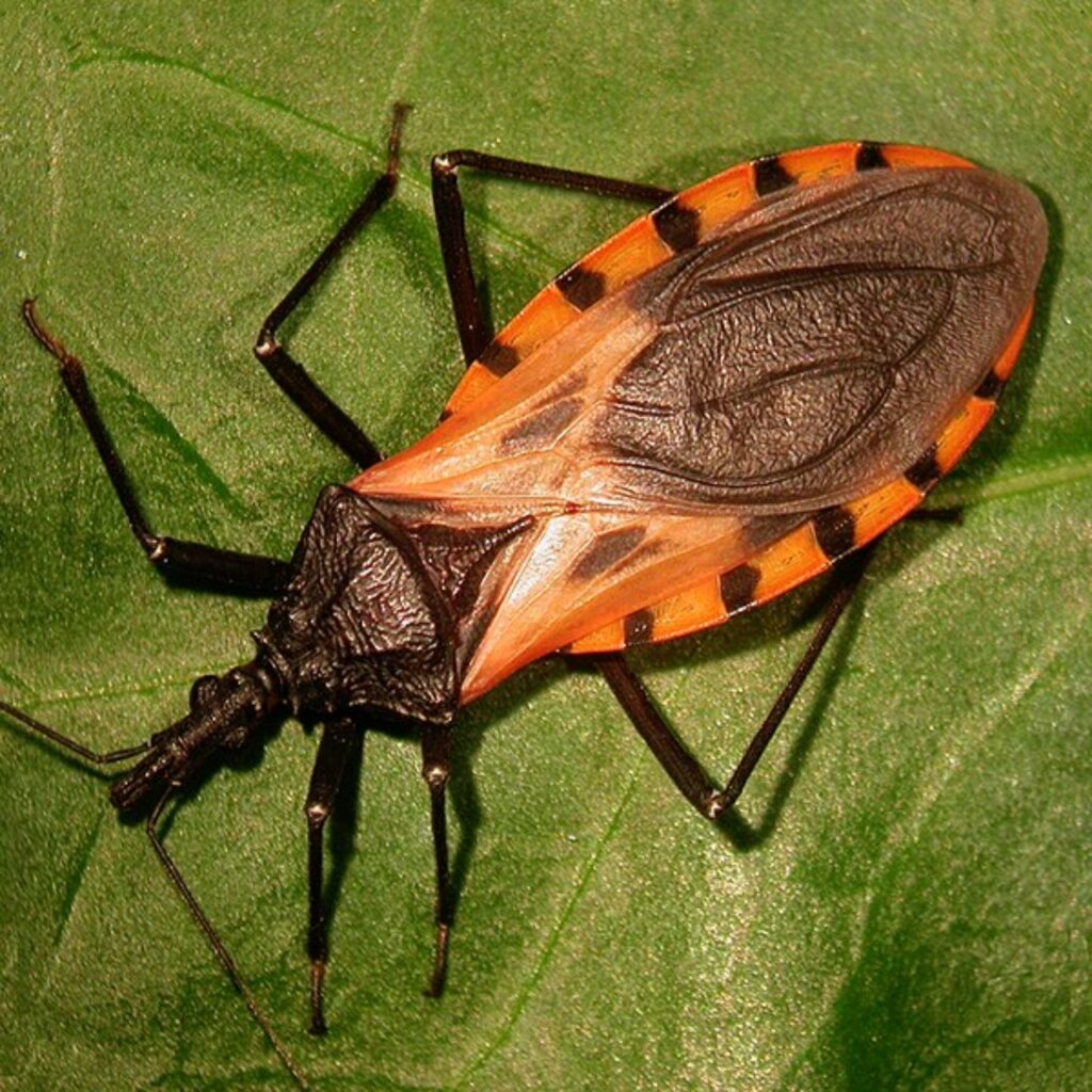 responsanbile della malattia di chagas