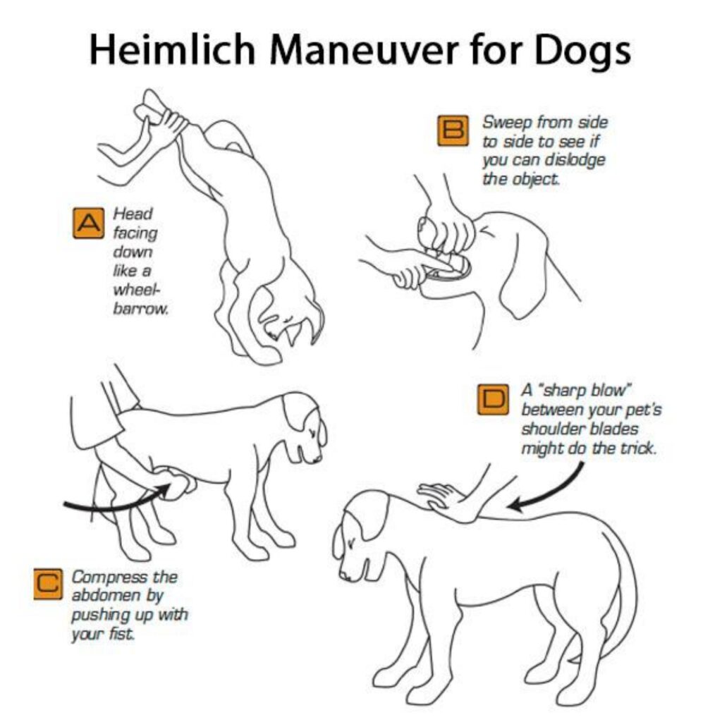 manovra di heimlich sul cane