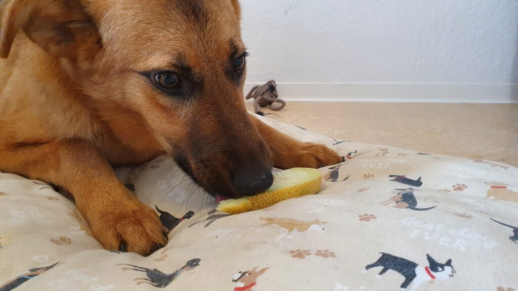cane mangia il melone