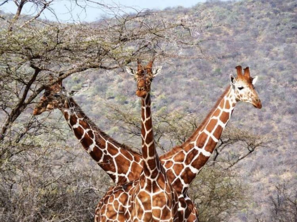 giraffe allineate