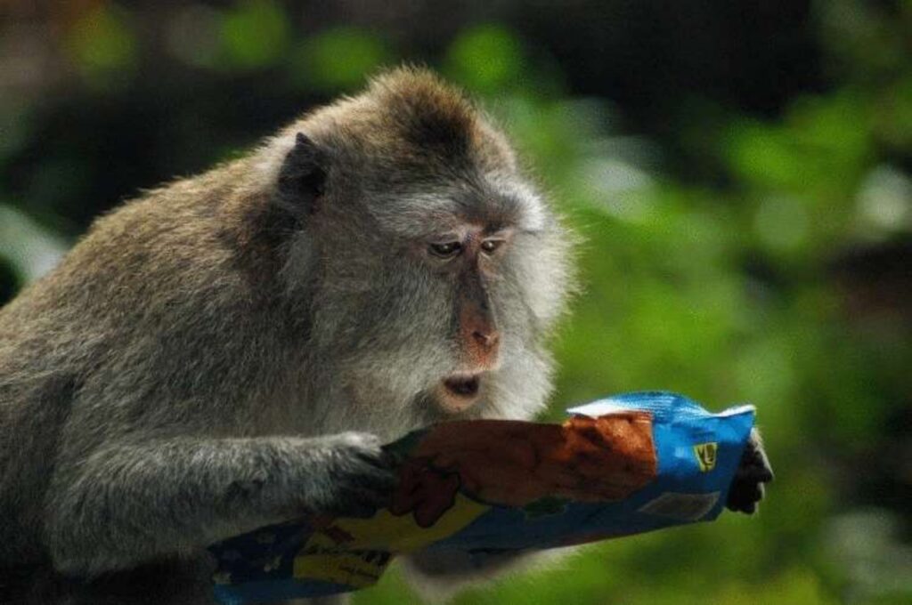 scimmia che legge un'etichetta