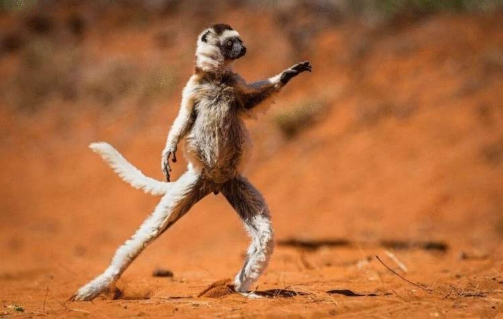 scimmietta che balla