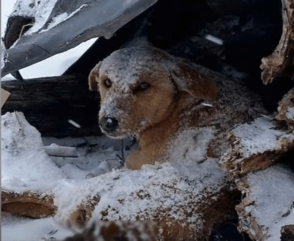 cane abbandonato nella neve