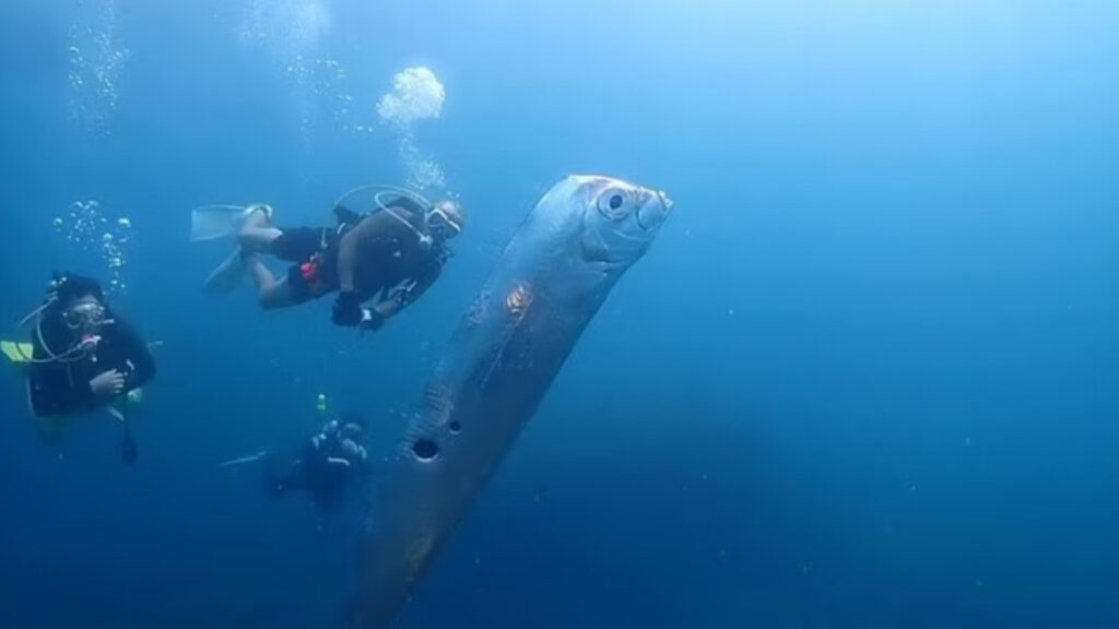 pesce terremoto