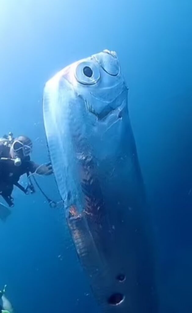 pesce e il sub