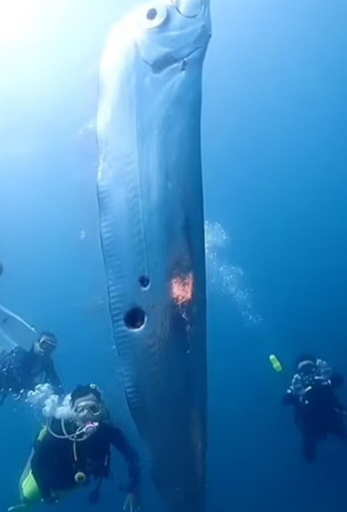 buchi sul corpo del pesce remo