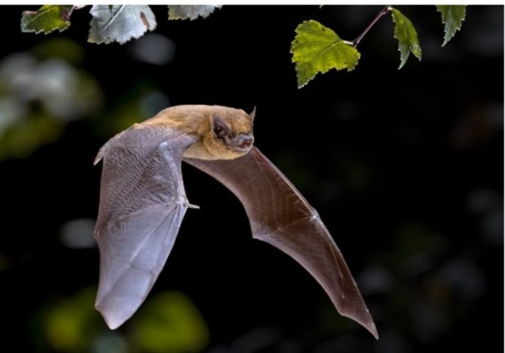 Cosa fare per salvare un pipistrello