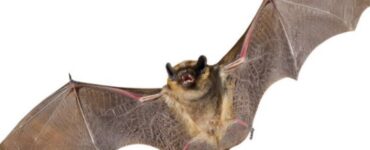 Cosa fare per salvare un pipistrello