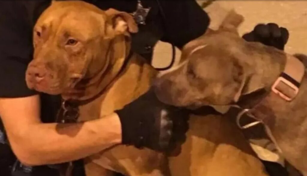 Agenti di polizia salvano due pitbull