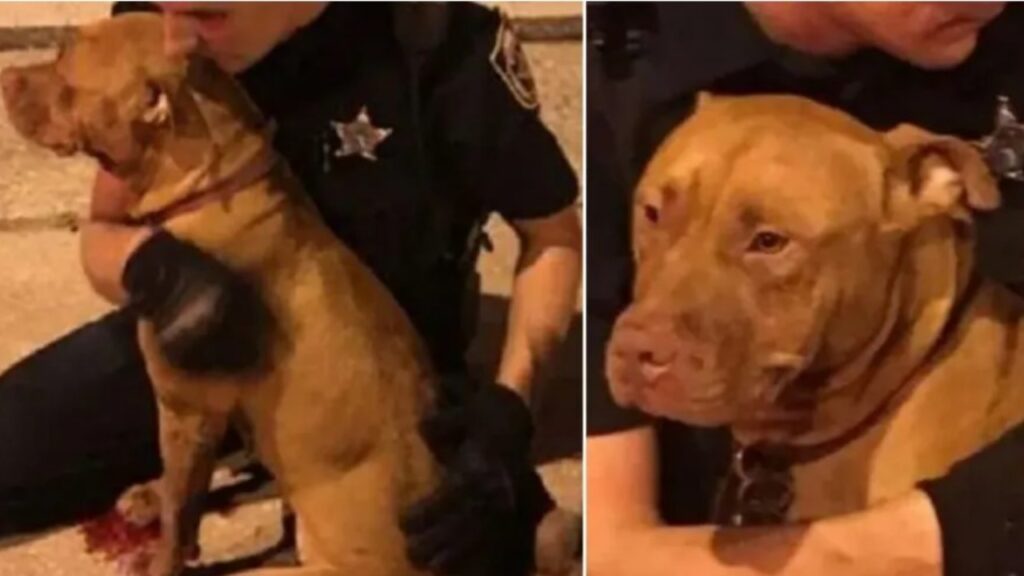 Agenti di polizia salvano due pitbull