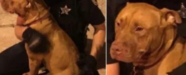 Agenti di polizia salvano due pitbull