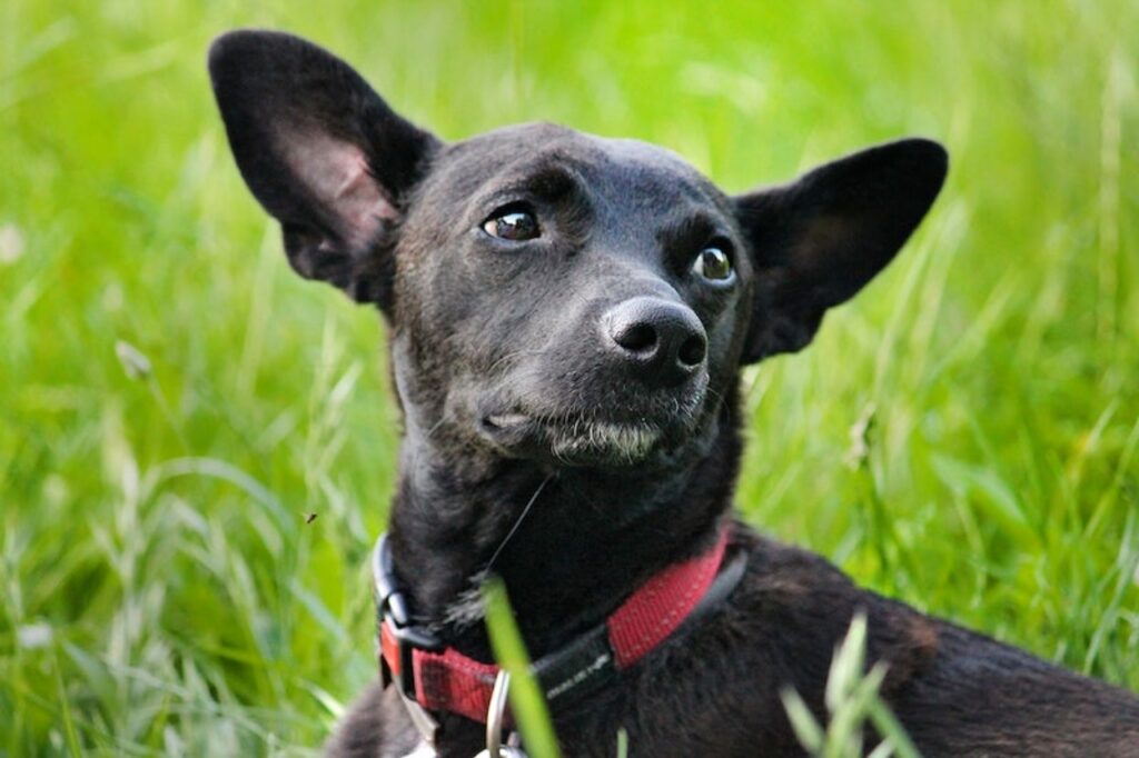 cane nel prato