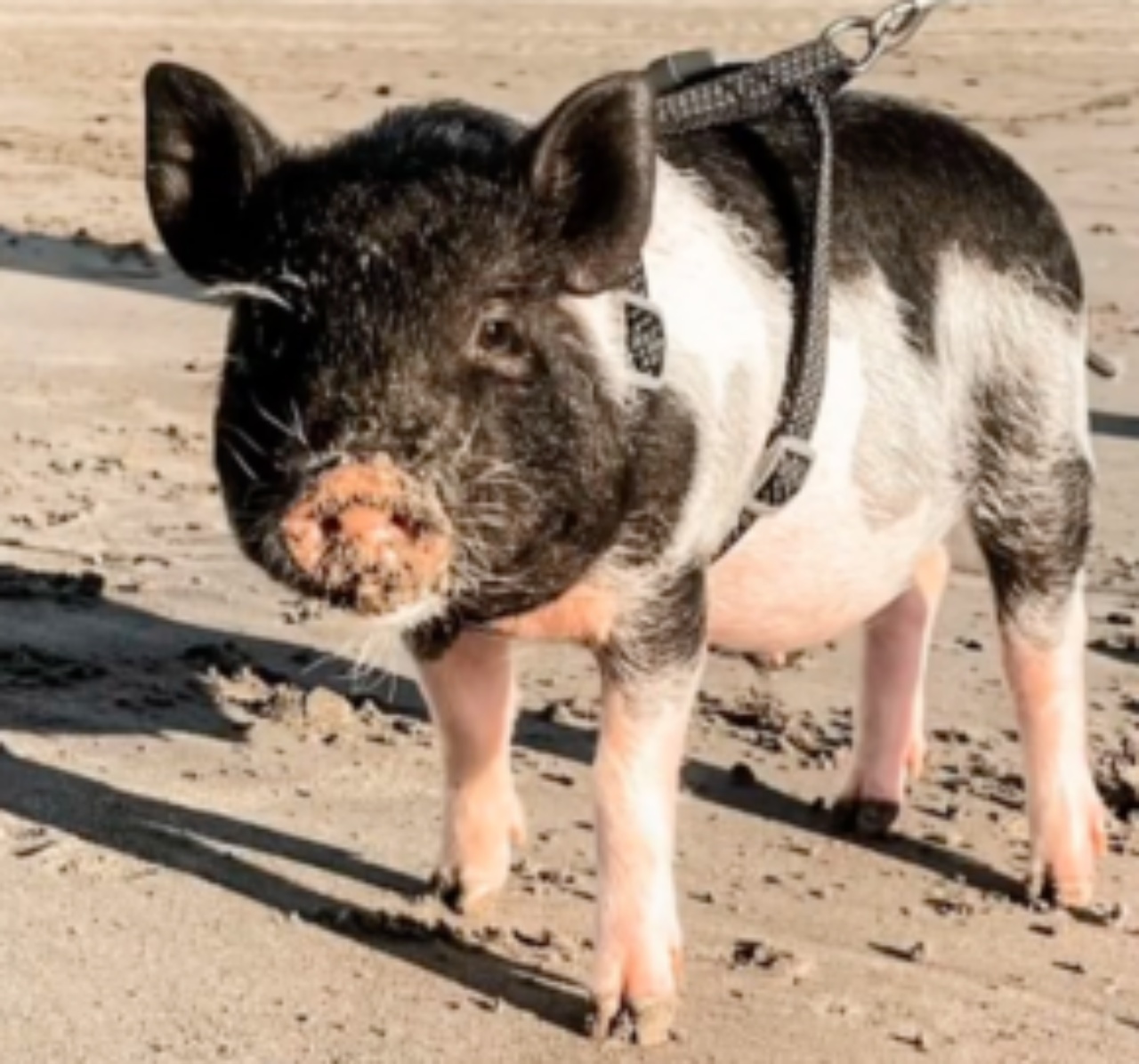 regalano un maialino spiaggia